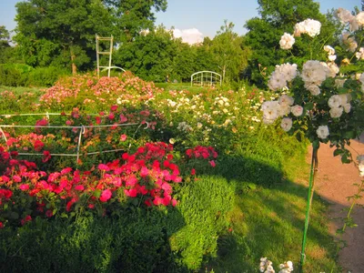 Большой розарий в парке \"Сокольники\", Москва - «Красивый сад непрерывного  цветения в парке \"Сокольники\"» | отзывы