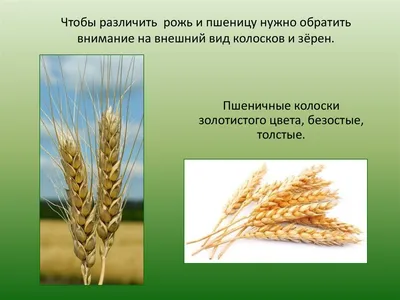 Рожь и пшеница отличия фото фото