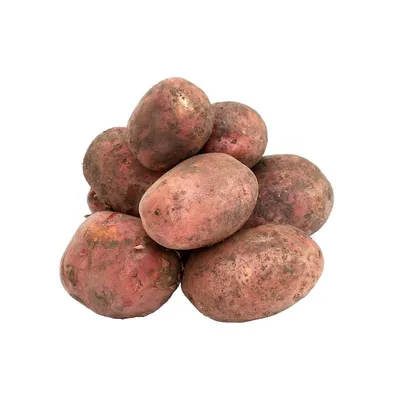 Белорусские селекционеры вывели новую картошку фиолетового и розового цвета  - KP.RU