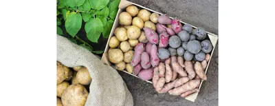 Томат Джаз розовый (Jazz) - купить семена овощей с доставкой по Украине в  магазине Добродар