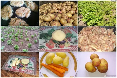 Синяя, красная или желтая: какая картошка самая полезная?