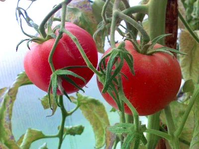 https://stavropol.leroymerlin.ru/product/semena-ovoshchey-mi-mi-mishki-tomat-rozovye-vershiny-89347992/