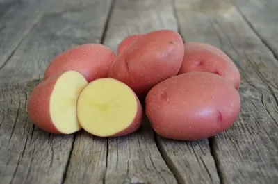 Розовые сорта картофеля фото фото