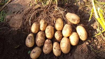 Мякоть у него фиолетовая». Какие необычные сорта картофеля создали  белорусские селекционеры?