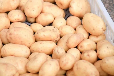 Лучшие Сорта Картофеля – Рейтинг 2023 года