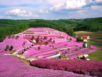 Розовый сад фото фотографии