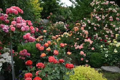 Мой розовый сад июнь 2019. Полное цветение. Rose Garden Tour. - YouTube