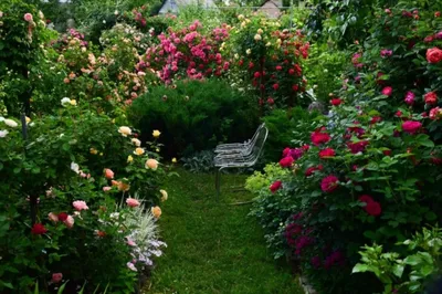Розовые сады | «Англия»