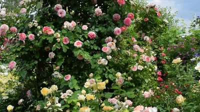 Розовый рай: сад Светланы Сафоновской в Подмосковье | Сады и цветы | Дзен