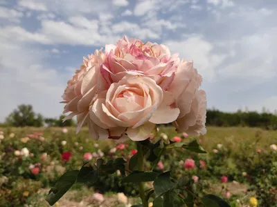 Розовый сад на ферме Сензай Оита, …» — создано в Шедевруме