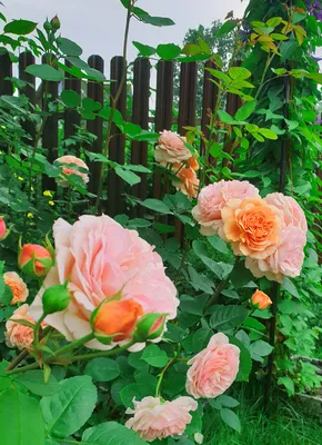 Платок «Розовый сад»
