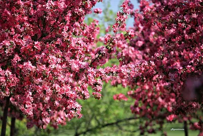 Розовый сад в Англии: собственный сад Арабеллы Леннокс-Бойд в Ланкашире |  Admagazine | AD Magazine