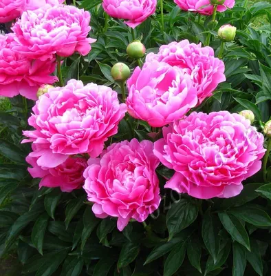 Купить Торт Розовый сад в кафе-кондитерской \"Британские Пекарни\" с  доставкой СПб