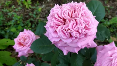 Розовый сад в Краснодаре - каталог растений для сада |