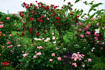 Розовый сад в парке Коломенское и другие популярные цветущие сады Москвы