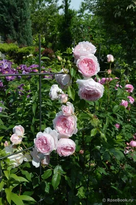 Цветение волшебных роз в саду. Часть 2. Зацвели первогодки из питомников.  Обзор от 10 июля - YouTube
