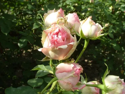 Розовый сад Схема для вышивки бисером триптих. (ID#927217984), цена: 550 ₴,  купить на Prom.ua