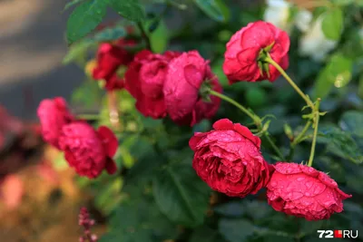 Розовый Куст Сад - Бесплатное фото на Pixabay - Pixabay