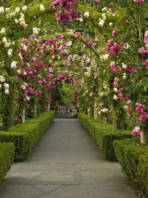 Розовый сад | Голодные игры вики | Fandom