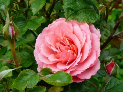 Розовый вальс | Никитский ботанический сад