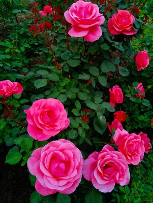 Картинки розы красивые парки (69 фото) » Картинки и статусы про окружающий  мир вокруг