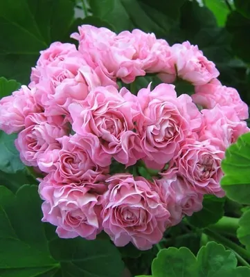 Роза пинк форест роуз - 72 фото