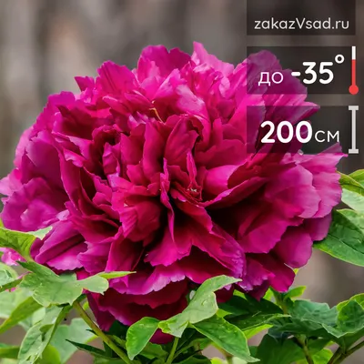 Palazzo Планшет для акварели Розовый сад 20 листов - купить с доставкой по  выгодным ценам в интернет-магазине OZON (137797981)