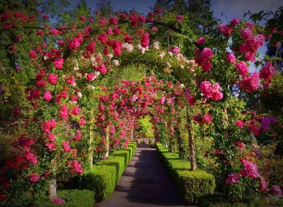 розовые розы в саду на закате, цветущие розовые розы в розарии, имя этой  розы воспоминание о закате Hd фотография фото фон картинки и Фото для  бесплатной загрузки