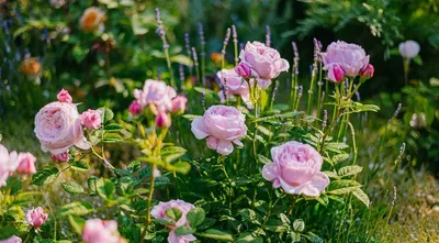 Розовый сад в Краснодаре - каталог растений для сада |