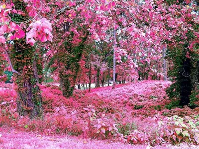 Зрелищный «Розовый сад» зацветет на улицах Кисловодска