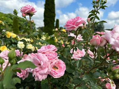 Английские розы в саду (56 фото) - 56 фото