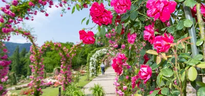 Райский сад! Розовый куст,нежно …» — создано в Шедевруме
