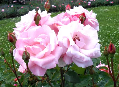 Отзыв о Питомник декоративных растений \"Розовый сад\" (Россия, Краснодар) |  Достойный питомник,огромная площадь