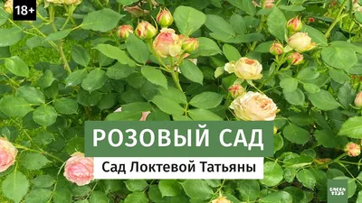 Цветение коллекции роз | Центральный ботанический сад