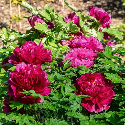 Как выращивать розы: бухгалтер вырастила розовый сад - 7 августа 2022 -  76.ru