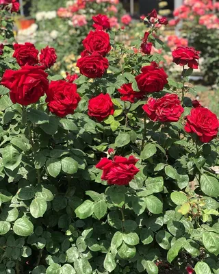 Розы на грядке фото фотографии