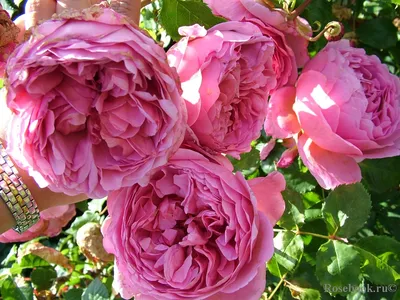 Розы остина в саду фото фотографии