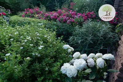 Компаньоны роз в дизайне сада