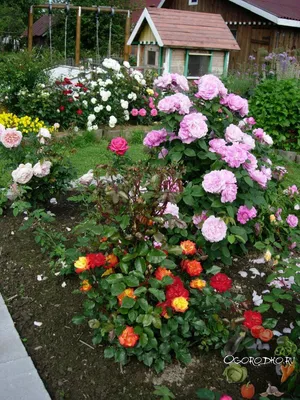 розы в ландшафтном дизайне | Садовый домик, Розы, Цветник