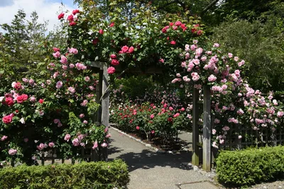 Создаем авторский сад из роз