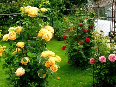 Парковые розы, правила выращивания и применение в ландшафтном дизайне |  ЗЕЛЕНОЕ СТРОИТЕЛЬСТВО