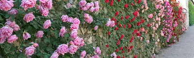 Art Garden - 🌹Роза 🌹 ⠀ Розы в ландшафтном дизайне занимают одну из  ведущих позиций, как центральный декоративный элемент! Кустистые, высокие  гибриды органично вольются в композицию любого сада. Клумба, состоящая  только из
