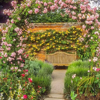 Почвопокровные розы в дизайне сада. 10 лучших сортов роз для переднего  плана розария и цветника. - YouTube