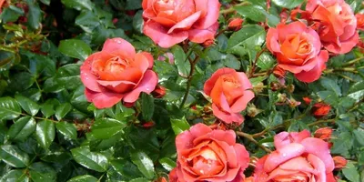 Почвопокровные розы Ландшафтный дизайн Фото | GreenPost