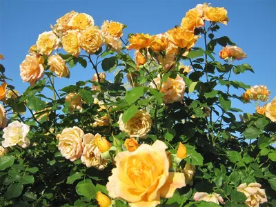 Розы в дизайне сада: Что они могут и что не могут дать | Houzz Россия