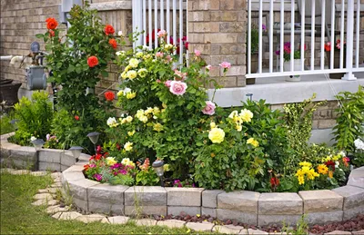 Розы в дизайне вашего сада Вузовская книга 165970008 купить за 1 594 ₽ в  интернет-магазине Wildberries