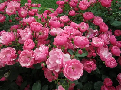 Розы в дизайне сада — где и с какими партнёрами посадить?