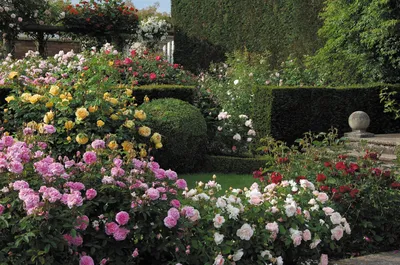 Розы в ландшафтном дизайне – мифы и реальность | Розы, Зеленый сад, Сад роз