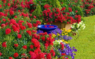 Штамбовые розы. Особенности. Посадка и уход. Использование в дизайне сада |  Интернет-магазин садовых растений