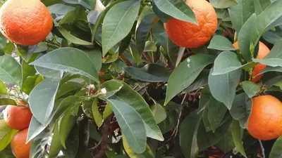 Сад фруктовый фото фотографии